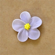 Anemone klein lila