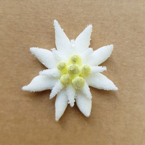 Edelweiss