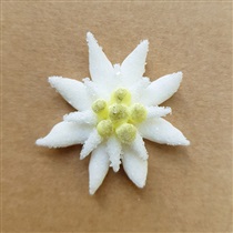 Edelweiss