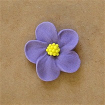 Anemone klein violett